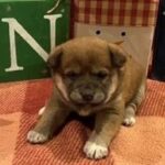 Shiba Inu Puppies- AKC – 4 Bea – Herald-Review.com