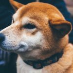 Shiba Inu Adopts Tech to Bring More Privacy For SHIB Token Holders