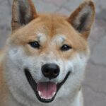 What’s Going On With Shiba Inu?