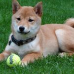 What’s Going On With Shiba Inu?