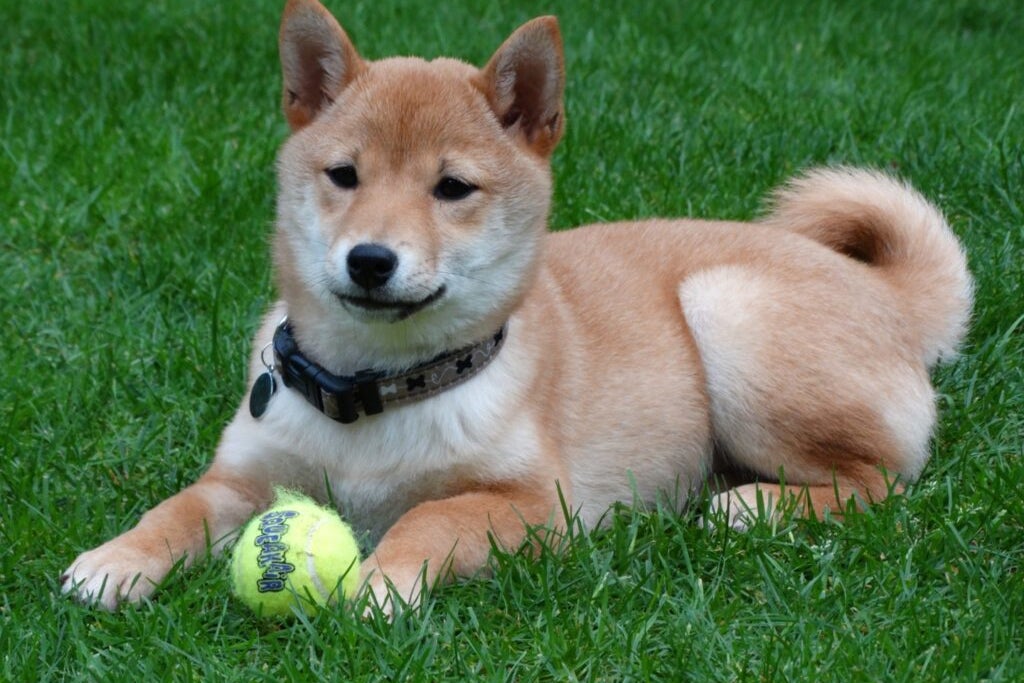 What’s Going On With Shiba Inu?