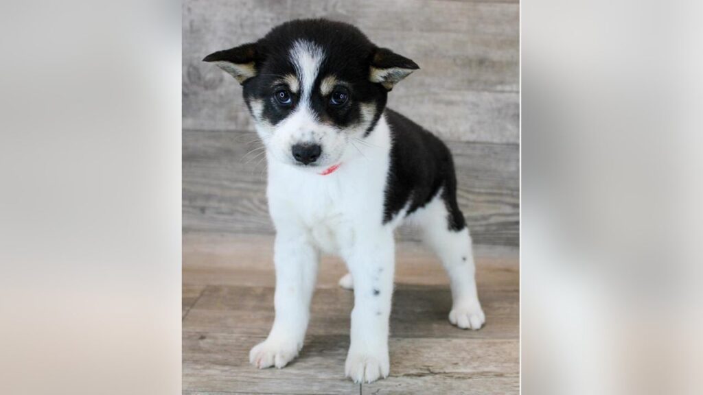 Shiba Inu puppy stolen from Frisco Petland store