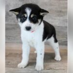 Shiba Inu puppy stolen from Frisco Petland store